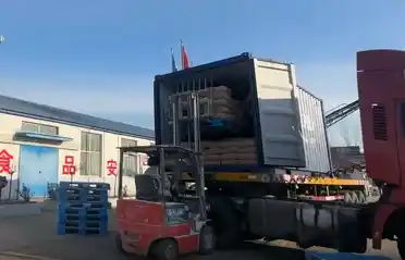 La industria de la papa Qinhuangdao Tongyou envía 10 contenedores de almidón de batata para exportación a Corea del Sur