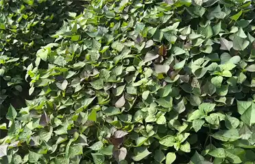 ¿Cómo obtener fideos puros de batata? La propia base agrícola de Tongyou